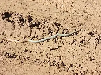 Коричневая демансия