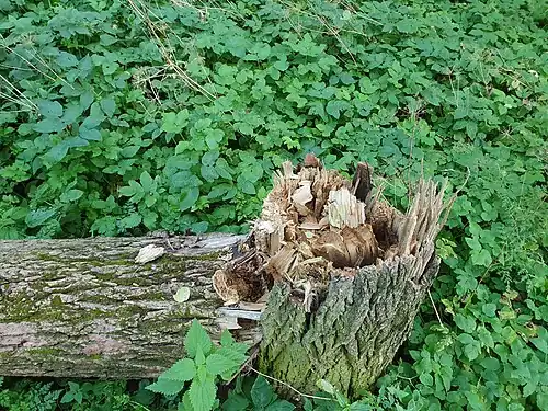 Погибшее дерево в верхней части парка (сентябрь 2024 г.). В месте перелома видно, что дерево погибло не от сильного ветра, а от гниения.