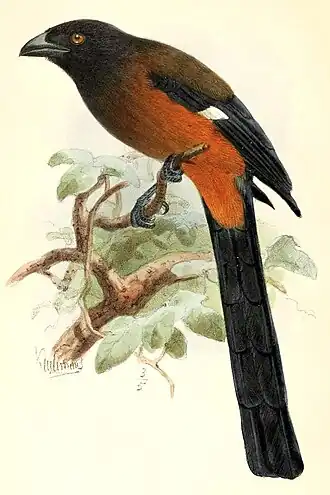 Иллюстрация Йоханнеса Кёлеманса 1874 года