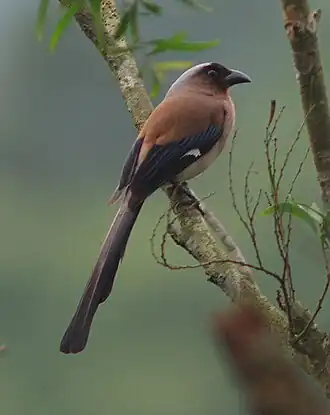 Подвид Dendrocitta formosae formosae на Тайване