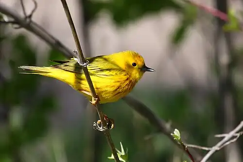 Жёлтая древесница