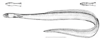 Змеевидный дерихт (Derichthys serpentinus)