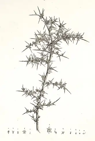 Ноэа остроконечная (Noaea mucronata)