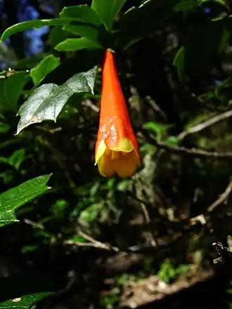 Desfontainia spinosa