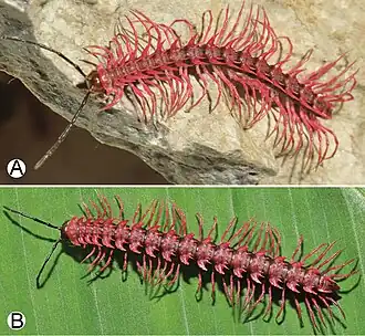 Самец (выше) и самка