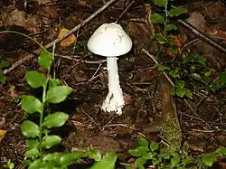 Мухомор вонючий или белая поганка, ещё один из смертельно опасных грибов рода Аманита.