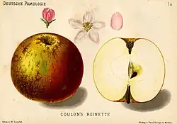 Сорт «Coulon's-Reinette»