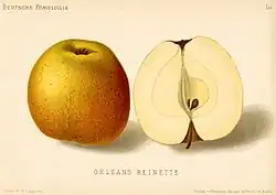 Сорт «Orléans-Reinette»