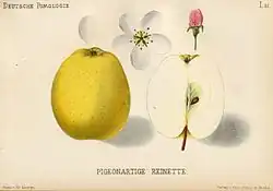 Сорт «Pigeonartige Reinette»