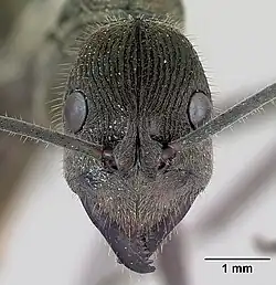 Голова рабочего