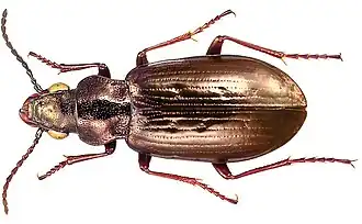 Diacheila arctica amoena