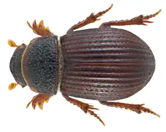 Diastictus vulneratus