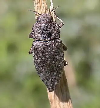 Dicerca berolinensis
