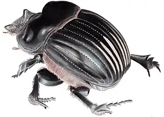 Dichotomius carolinus