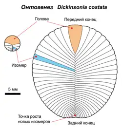 Онтогенез Dickinsonia costata