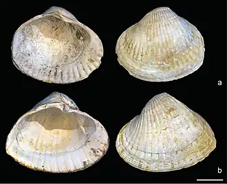 Раковины Didacna baeri (сверху) и Didacna eichwaldi (снизу) из голоценовых отложений Каспийского моря