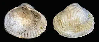 Раковина из голоценовых отложений Каспийского моря (Дагестан)