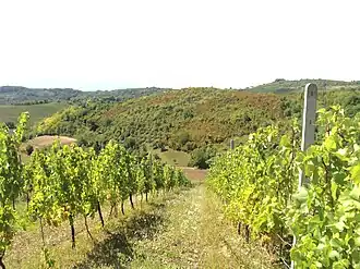 Виноградники на склонах Диль горе недалеко от Бродского Ступника