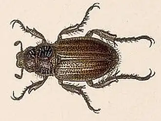 Dilophochila bolacoides