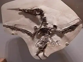 Ископаемые остатки Nyctosaurus gracilis