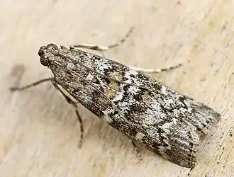 Огнёвка шишковая