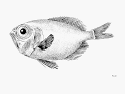 Diretmichthys parini