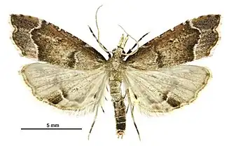Diplopseustis perieresalis, самец