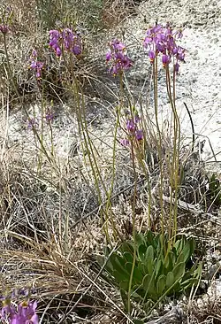 В природе (штат Невада)