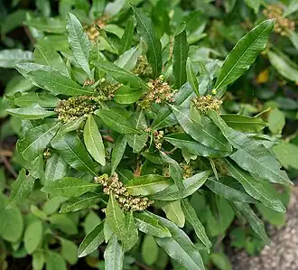 Додонея клейкая (Dodonaea viscosa)