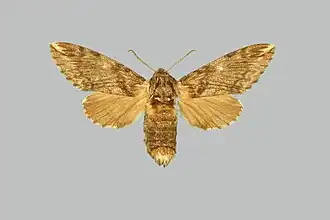 Dolbina elegans, самка