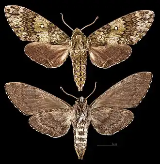 Бражник Танкре