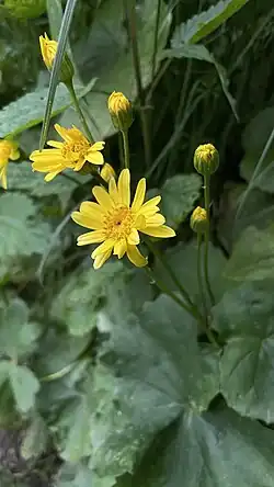 Долихориза кавказская. Дагестан, Хунзахский район, окр. Матласских пещер, ~1780 м н.у.м.