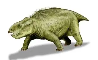Dolichuranus