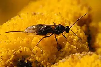 Dolopsidea indagator