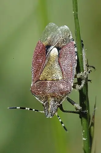 Dolycoris baccarum