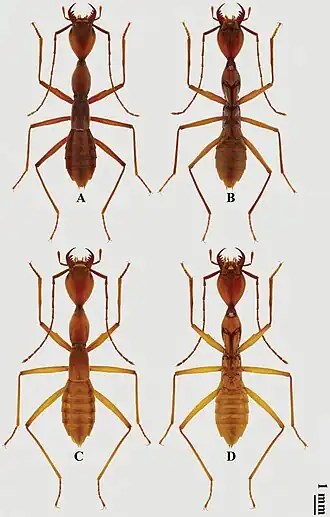 Самец (выше) и самка. Вид сверху и снизу