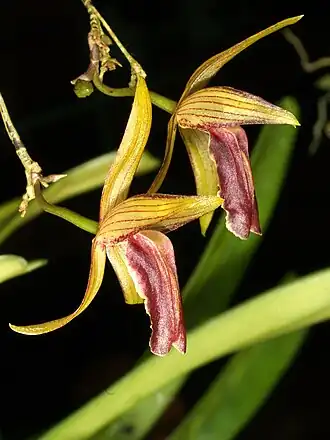 Domingoa haematochila — типовой вид рода