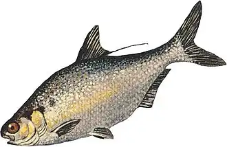 Северная доросома (Dorosoma cepedianum)