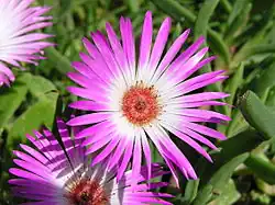 Dorotheanthus bellidiformis (Burm.f)