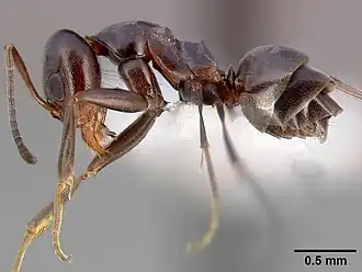 Dorymyrmex insanus