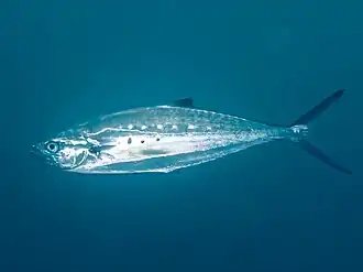 Ставрида-стрела (Scomberoides lysan)