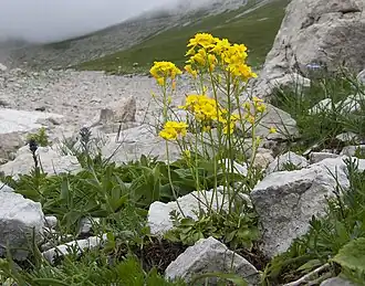 Общий вид цветущего растения среди камней в середине августа. Адыгея, Кавказский биосферный заповедник, Фишт-Оштенский массив, юго-восточный отрог горы Оштен, ≈ 2350 м н.у.м.