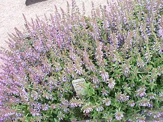 Змееголовник поникший