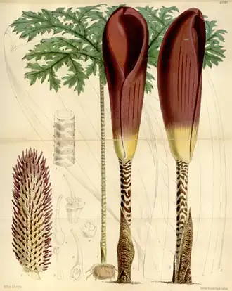 Dracontium gigas, Ботаническая иллюстрация W. Fitch в «Curtis's Botanical Magazine», том 99, 1873.