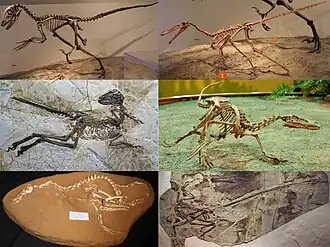 1-й ряд: Deinonychus antirrhopus и Buitreraptor gonzalezorum;2-й ряд: Zhenyuanlong suni и Velociraptor mongoliensis;3-й ряд: Halszkaraptor escuilliei и Microraptor gui.