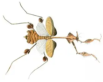 Богомол Gongylus gongylodes