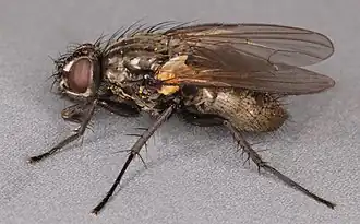 Drymeia hamata, самка