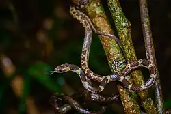 Полукольчатая свадебная змея