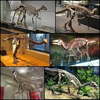 1-й ряд: фукуизавр, Dysalotosaurus;2-й ряд: Dryosaurus, Gongpoquansaurus;
3-й ряд: Lanzhousaurus, камптозавр.