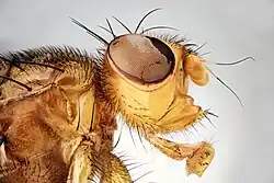 Голова Dryomyza anilis Fallén сбоку